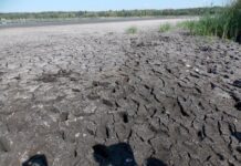 Лебединое озеро в Сумской области превратилось в пустыню