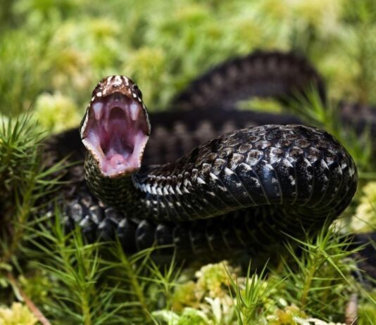 В Сумах участились встречи горожан со змеями