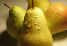 Урожай и ценовая политика 2021 года на груше Сумской области