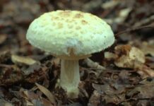 Отравление сумчан грибами