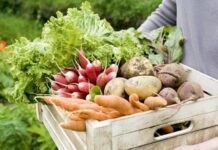 Советы сумчанам: как сохранить урожай