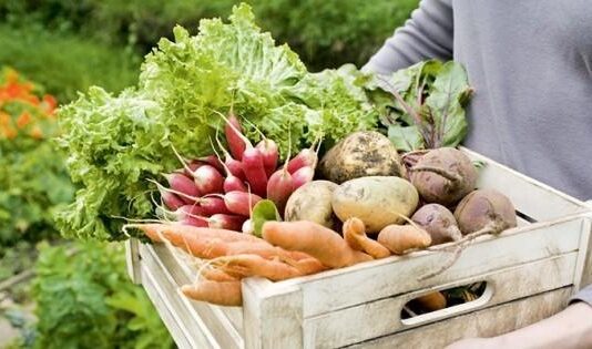 Советы сумчанам: как сохранить урожай