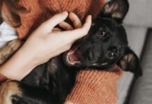 Кожному потрібен друг: Люди і тварини нерозлучні навіть у складні часи