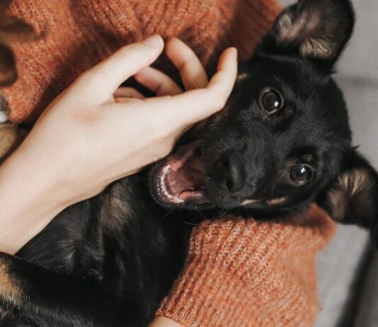 Каждому нужен друг: Люди и животные неразлучны даже в сложные времена