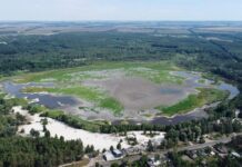 Лебединське озеро: скарб природи, що зникає з лиця Сумщини