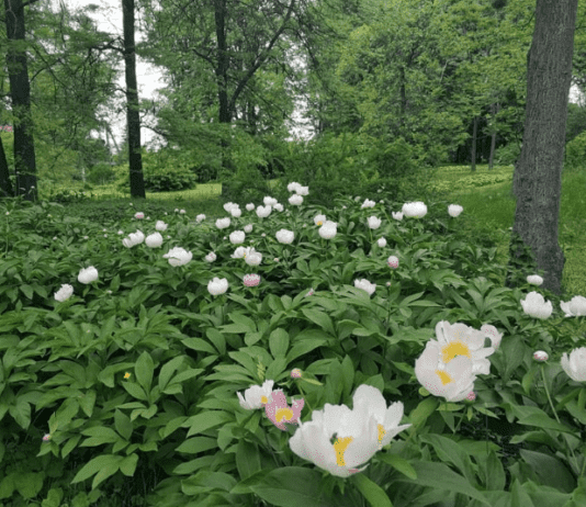 Привет из Мексики и Крыма: чем привлекает уникальный ботсад Сум