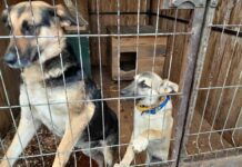 Відповідаймо за тих, кого приручили