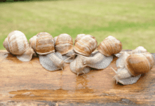 Лебединські равлики до столу