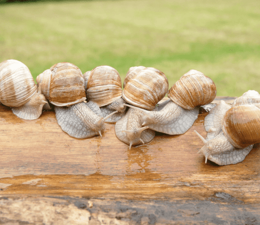 Лебединські равлики до столу