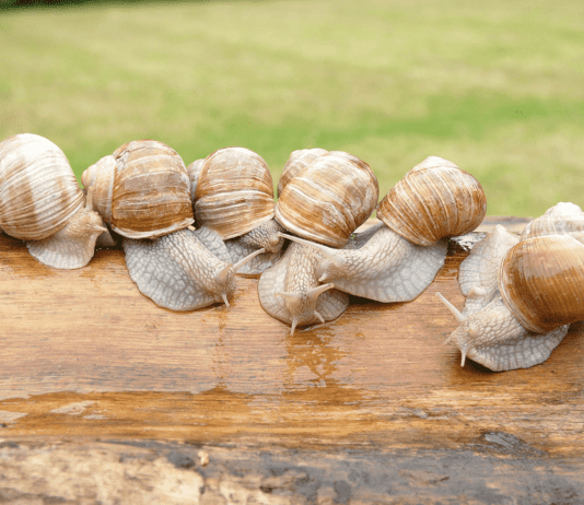 Лебединская улитка к столу