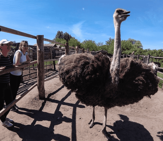 Крила, крила… Головне ноги й великі яйця