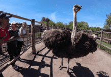 Крылья, крылья… Главное ноги и большие яйца