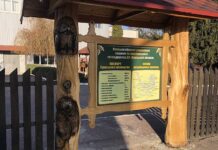 Лісове господарство Сумщини: від заселення Слобожанщини до наших часів