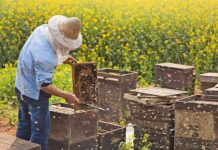 Бджолярство Сумщини: особливий смак слобожанського меду