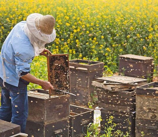 Бджолярство Сумщини: особливий смак слобожанського меду