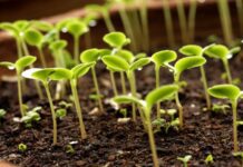 Протруйники: ефективний захист насіння та зерна