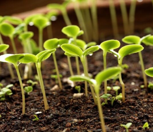 Протруйники: ефективний захист насіння та зерна