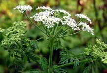 Борщівник на Сумщині: особлива небезпека дітям та людям похилого віку