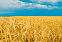 Стан ґрунтів на Сумщині: площа ріллі стає більшою