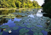 Состояние пресных вод в Сумской области: кто загрязняет водоемы