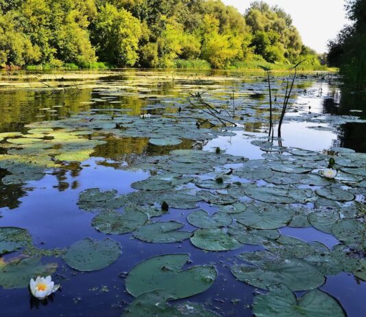 Стан прісних вод на Сумщині: хто забруднює водойми