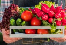 Вирощування овочів: як вибрати сорт та коли варто сіяти