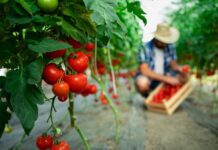 Як Триходермін бореться з грибковими та бактеріальними хворобами рослин