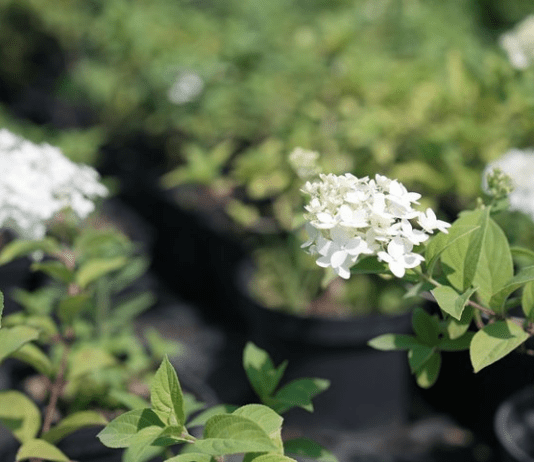 Тут вирощують ліси – робота розсадника в Конотопі