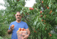 Екзотичні рослини на Сумщині, або сад Володимира Шевченка