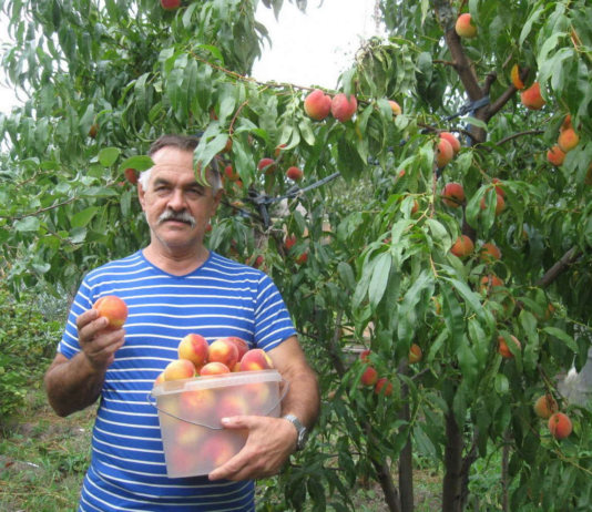 Екзотичні рослини на Сумщині, або сад Володимира Шевченка