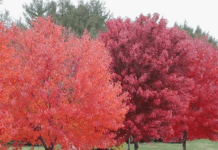 Інноваційне озеленення у місті Суми