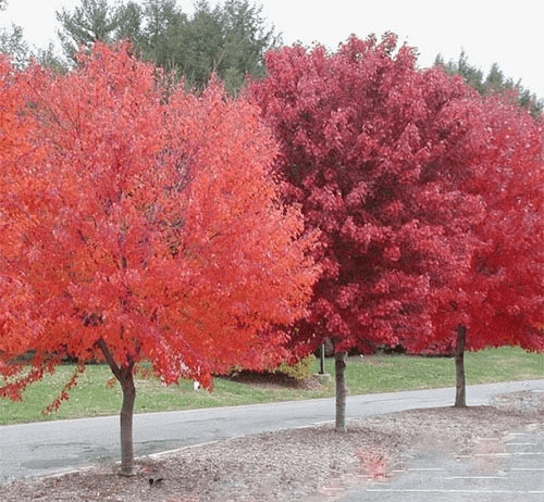 Інноваційне озеленення у місті Суми