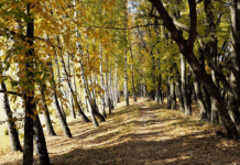 Веретенівський парк: перлина садово-паркового мистецтва в місті Суми