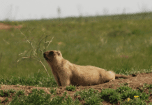 Тварини Сумщини, які занесені до Червоної книги України