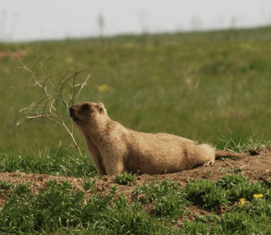 Тварини Сумщини, які занесені до Червоної книги України