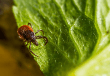 Кліщі на Сумщині: небезпечні локації та захист