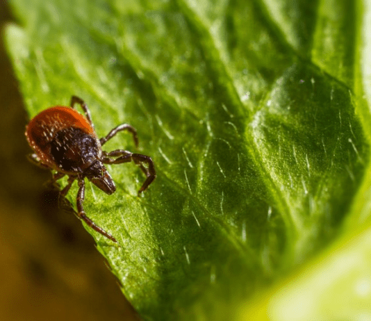 Кліщі на Сумщині: небезпечні локації та захист