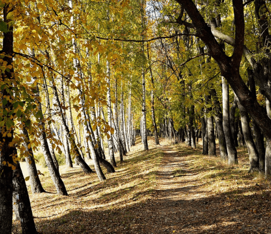 Веретенівський парк: перлина садово-паркового мистецтва в місті Суми