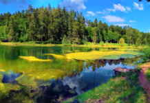 Мальовничі краєвиди Тростянецького дендропарку на Сумщині