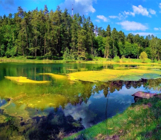 Мальовничі краєвиди Тростянецького дендропарку на Сумщині