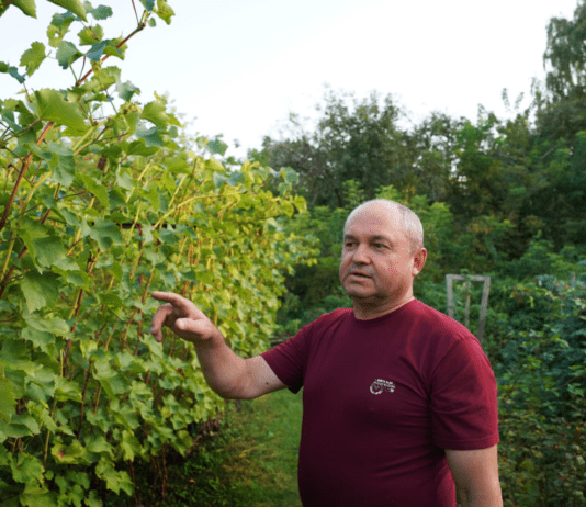 Enko Winery: крафтова родинна виноробня на Сумщині