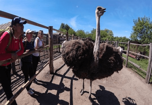 Будні страусиної ферми