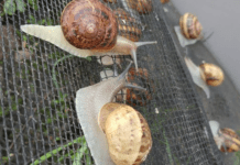 Единственная на Сумщине улиточная ферма — хозяйство «Ферма Эко»
