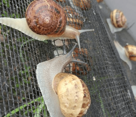 Єдина на Сумщині равликова ферма – господарство “Ферма Еко”