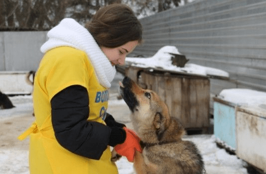 Турбота про тварин у Сумах