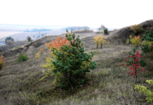 Цінність гори Золотухи, що на Сумщині