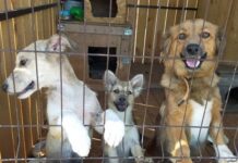 Відомі притулки для тварин у місті Суми та області