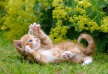 Гельмінтоз у котів: як вчасно розпізнати небезпеку та захистити домашнього улюбленця